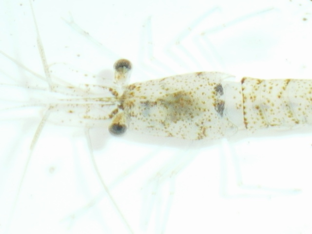 Atyaephyra desmaresti